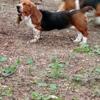 AKC Basset Hound Adult Male 2 year old