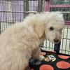 Ricco Boy f1b goldendoodle 