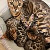 Bengal kittens we have a litter ready now