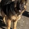 For sale or trade akc germansheperd Males 1 year old