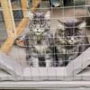 Beautiful blue tabby male Maine Coon kittens 10 months old. Coon Cattery on Facebook.