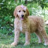 Megan F1b Goldendoodle