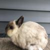 Netherland Dwarf Sable Points