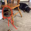 2 year old Female Rottweiler 