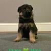 AKC Registered German Shepherd puppies