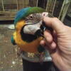 MACAWS AVAILABLE IN BROOKLYN, NY