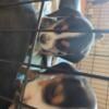 Beagle puppies!! $100 each.