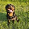 Female Rottweiler looking for a new home