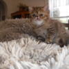 ESH Chocolate Patched Tabby Female