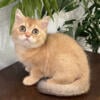 British Shorthair Golden Female