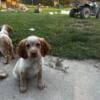 Brittany spaniels