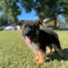 German Shepherd Puppy (Showline)