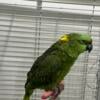 Rehoming My Amazon Parrots Boy  Names Are Polly only boy left $1500