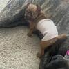 Brussel Griffion make pup