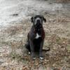 THE BEST CANE CORSO, THREE YEAR OLD FEMALE