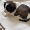 Gorgeous male shih tzu puppy