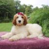 F1b Goldendoodle Jody Female