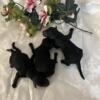 AKC Miniature Poodles  newborn pups