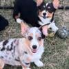 REDUCED Beautiful blue Merle male corgi puppy