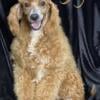 Beautiful apricot miniature poodle