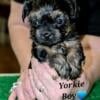 Little Traditional Yorkie Boy Puppy