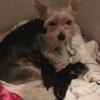 Yorkshire Terrier's for sale