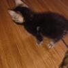 meow the time