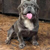 Tiny Blue Fluffy Female Frenchie
