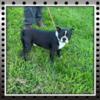 Purebred Boston Terrier Male Stud