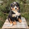 AKC Bernese Mountain Dog puppies!!!