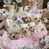 Morky puppies (tiny) available