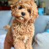 Cavapoo puppies for sale