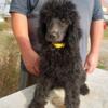 Yellow  Collar AKC Poodle Puppy