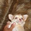 Full AKC Long Coat Chihuahua   Female Puppy 