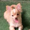 Fawn Deer head long coat female Chihuahua 5 and 1/2 months old will be small