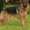 AKC German Shepherds