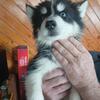 Siberian Husky puppies Huskies