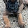 Cane Corso puppies looking for forever home