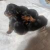 New Babies ready this month March 2026 YORKIES ALL SOLD
