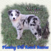 Milena - AKC / ASDR Mini Merle Female Aussie Puppy