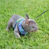 Poetic French Bulldog Puppy Rennie Lilac & Tan male