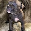 Five week old, blue micro tri carrier , male bully ABKC registered