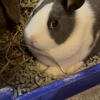 Dutch Bunny 