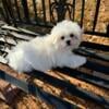 Maltese Puppy male and female