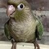Hand Fed FEMALE Cinnamon Turquoise Green Cheek Conure - Yorktown, Indiana