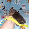 Miniature pinscher/   min pin (very tiny)