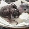 Baby Eclectus