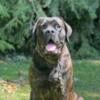 Large athletic English Mastiff for Stud only services