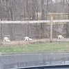 Great Pyrenees for sale near Rossburg Ohio  3 years old