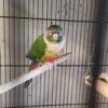 Breeding Proven Pair Conure